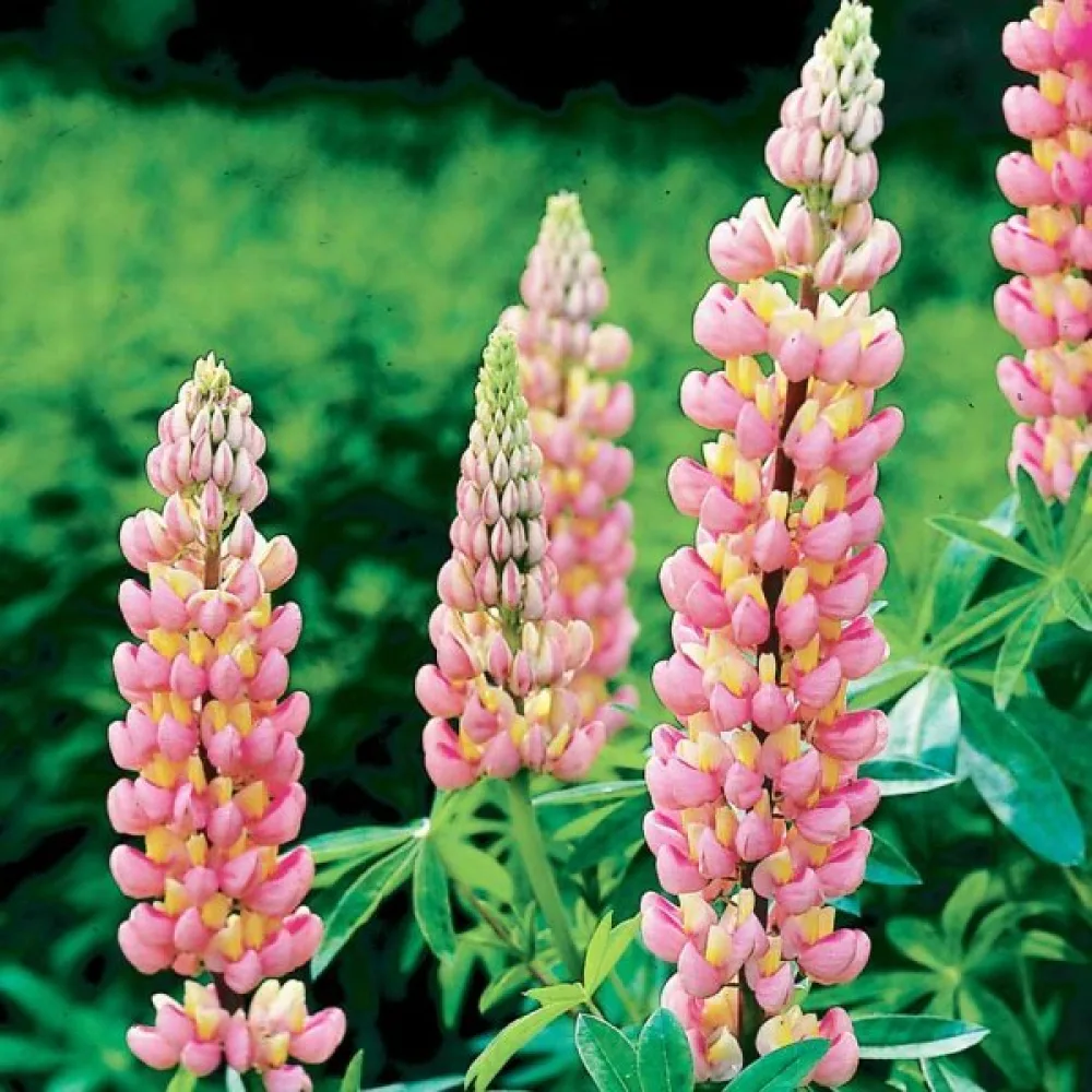 Lupin 'Chatelaine'