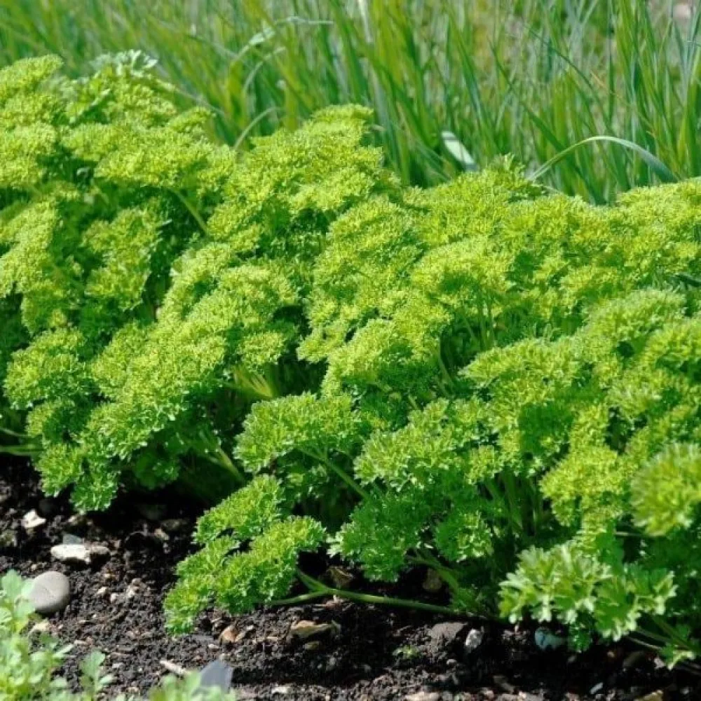 Kruspersilja 'Moss Curled 2'