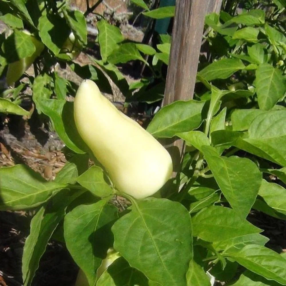 Paprika 'Feher'