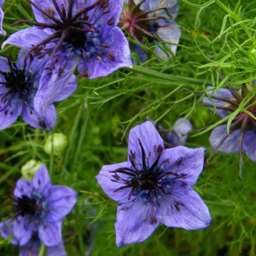 Nigella hispanica – blå