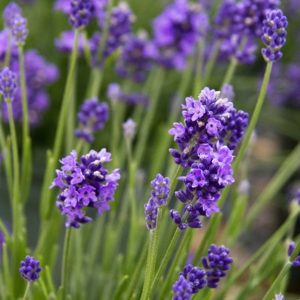 Äkta lavendel – proffsfrön