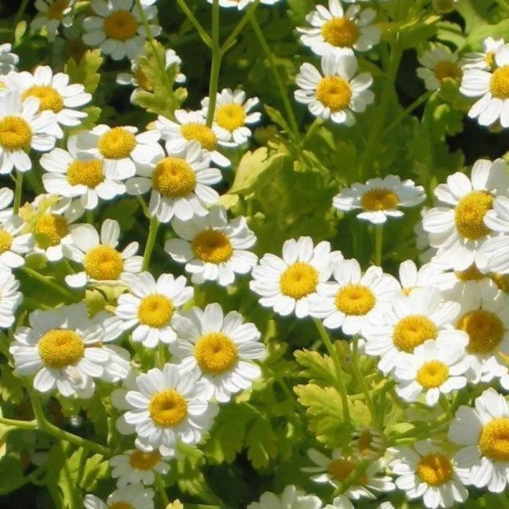 Mattram Tanacetum parthenium
