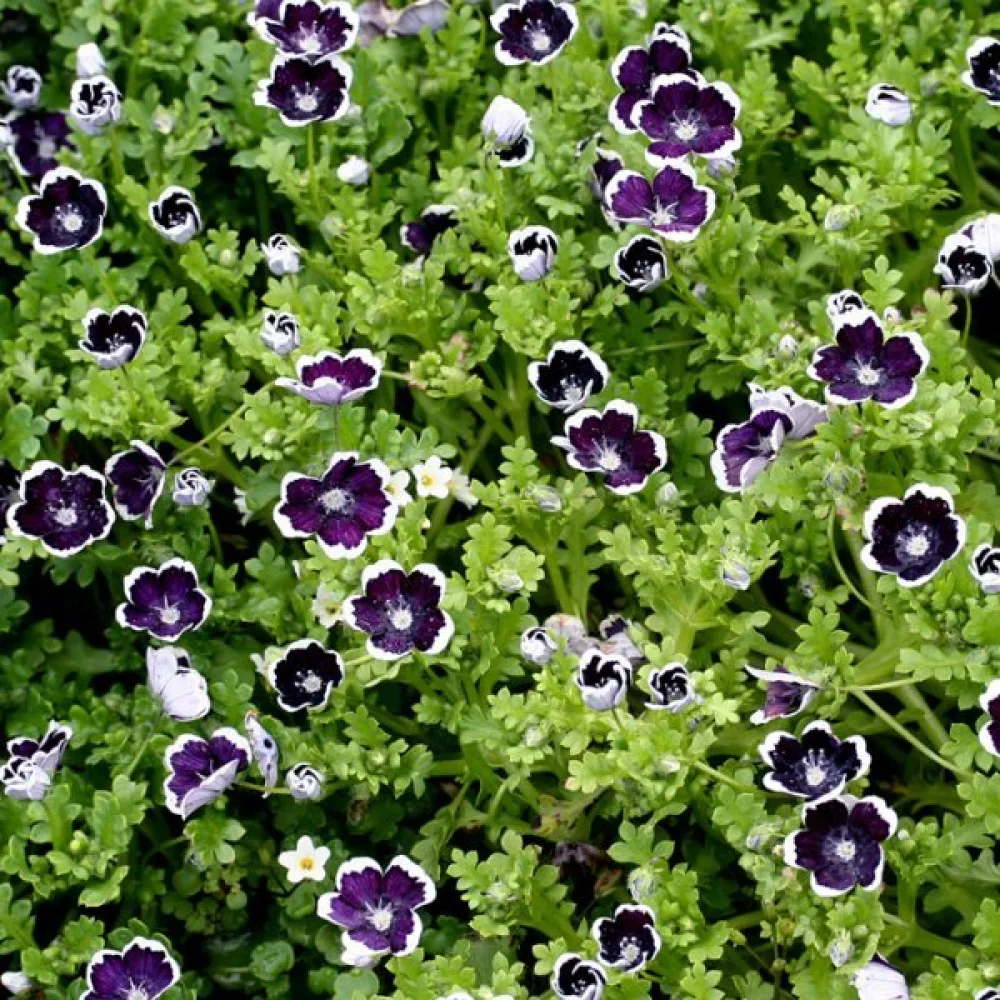 Nemophila 'Penny Black'