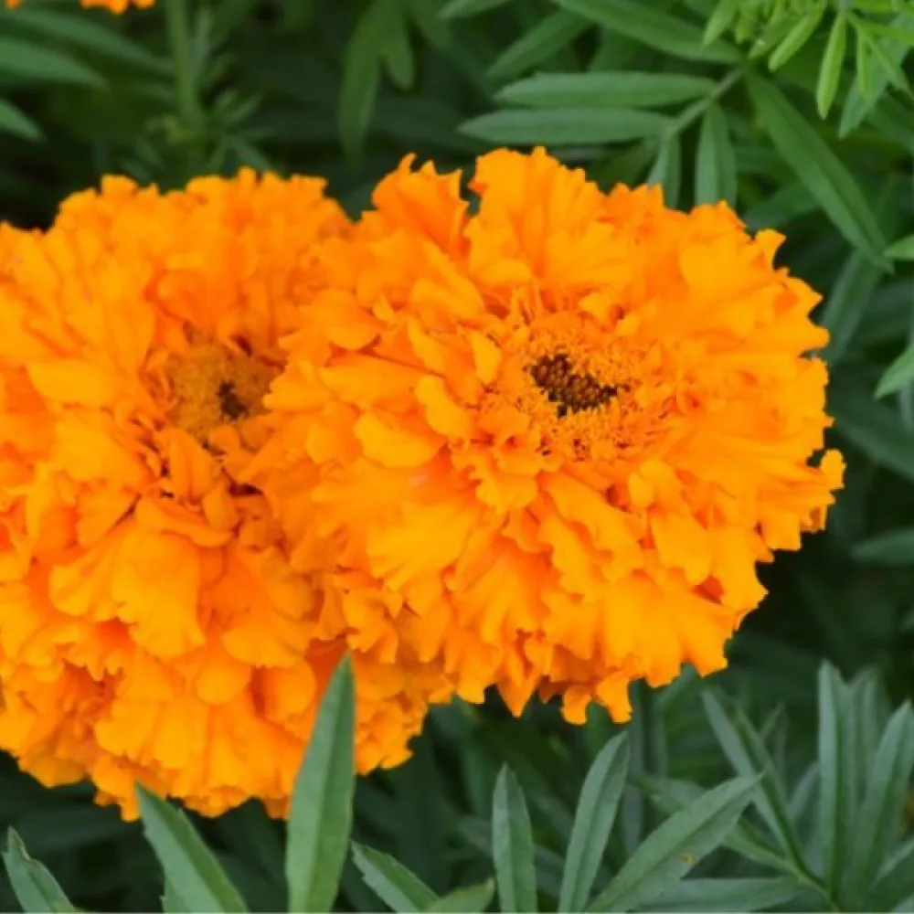 Afrikansk tagetes 'Orangeprinz'
