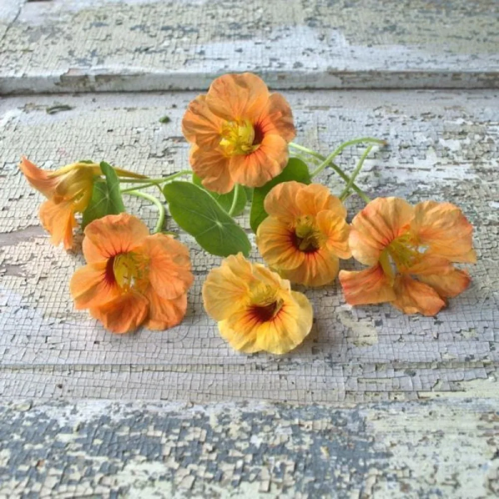 Krasse 'Apricot'