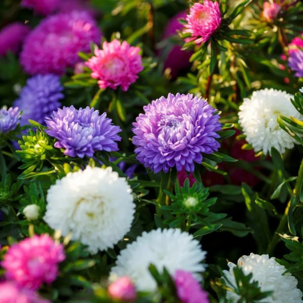 Sommaraster 'Colour Carpet' blå