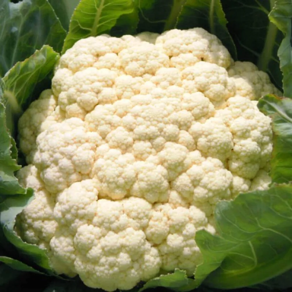 Blomkål 'Robert'