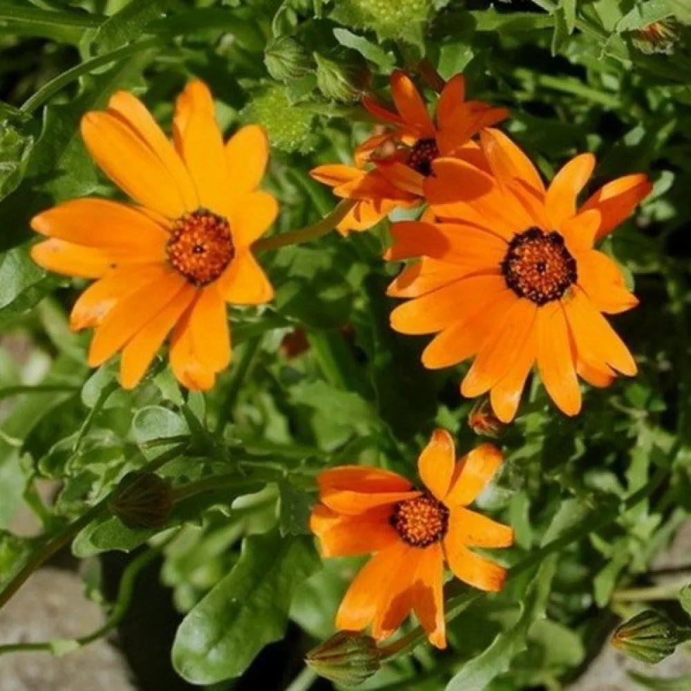 Stjärnöga 'Orange Glory' – orange