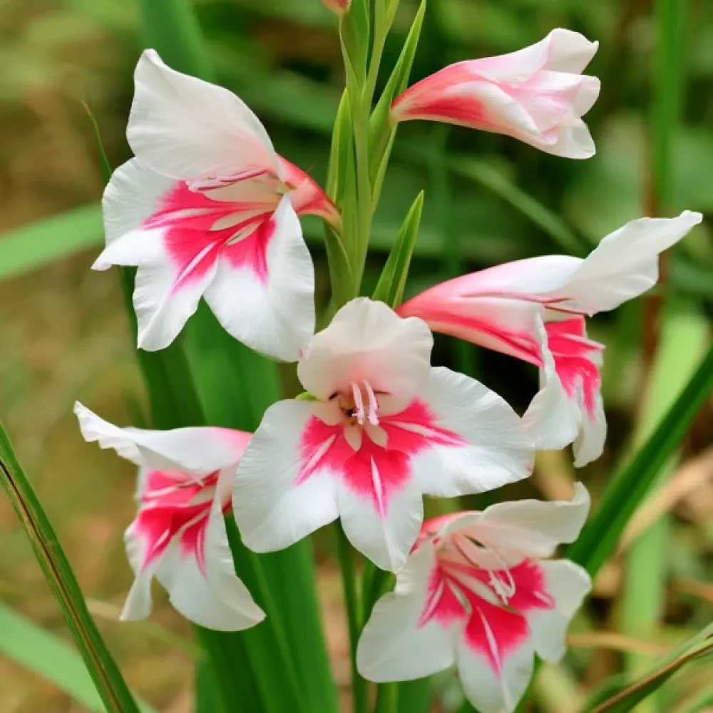 Gladiolus 'Prins Claus Nanus'