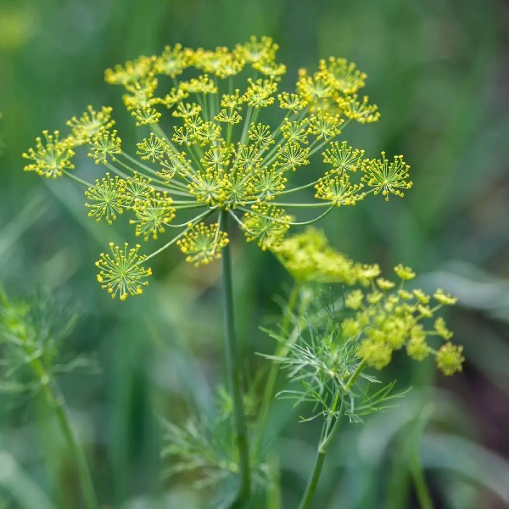 Dill 'Dark'