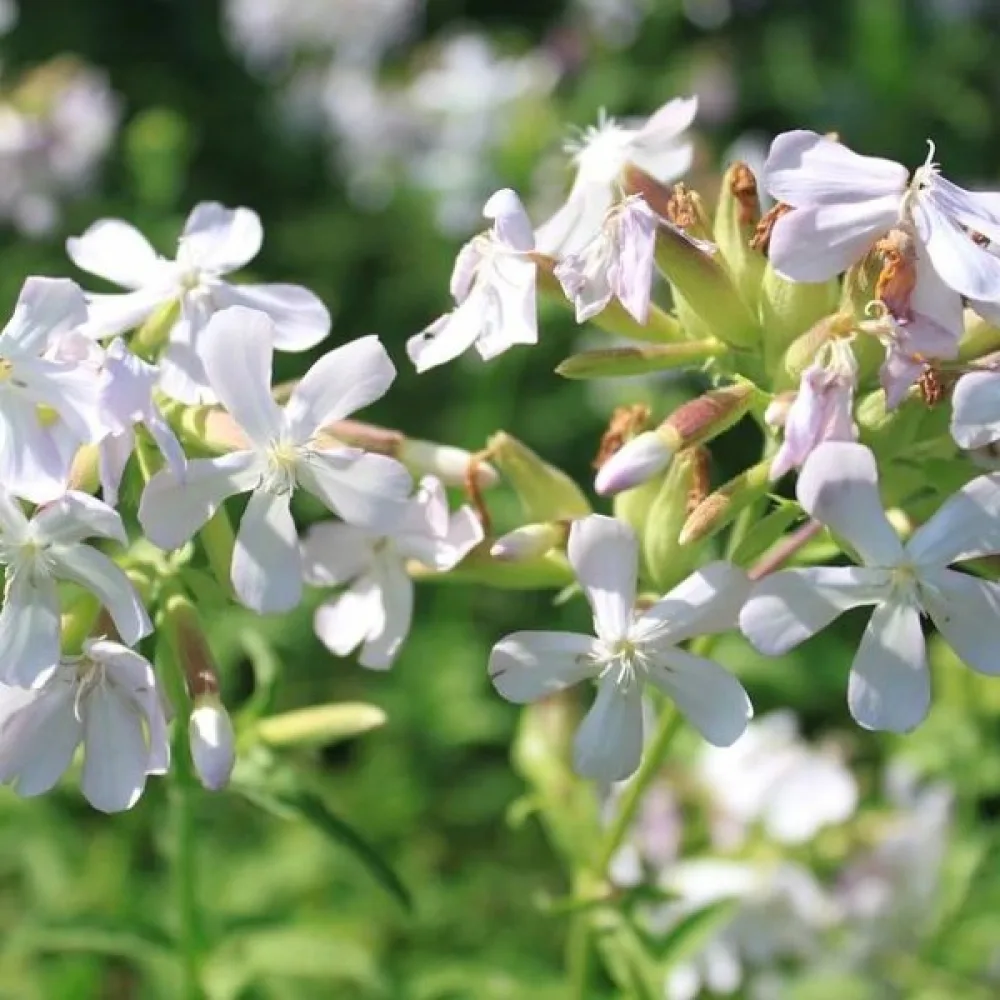 Kovete 'White Beauty'