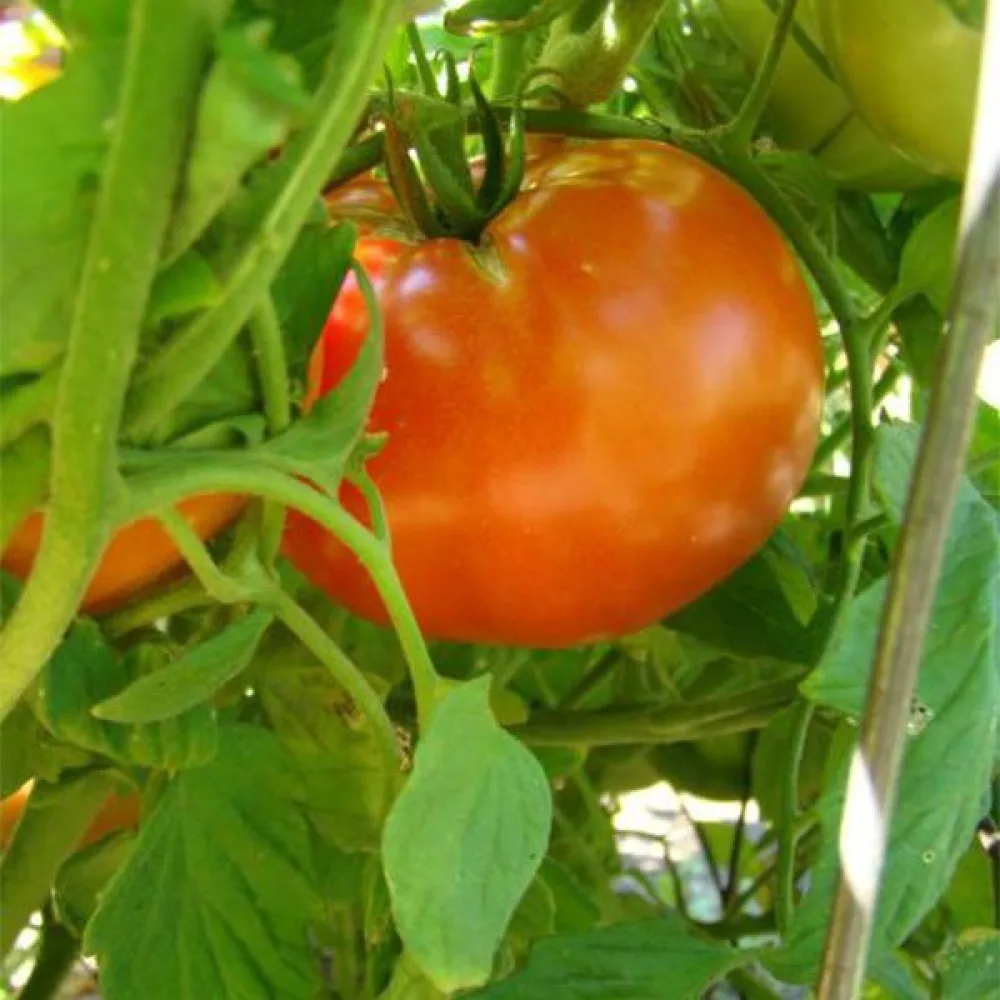 Tomat 'Ace 55'