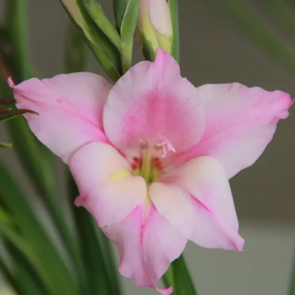 Gladiolus 'Charming lady'