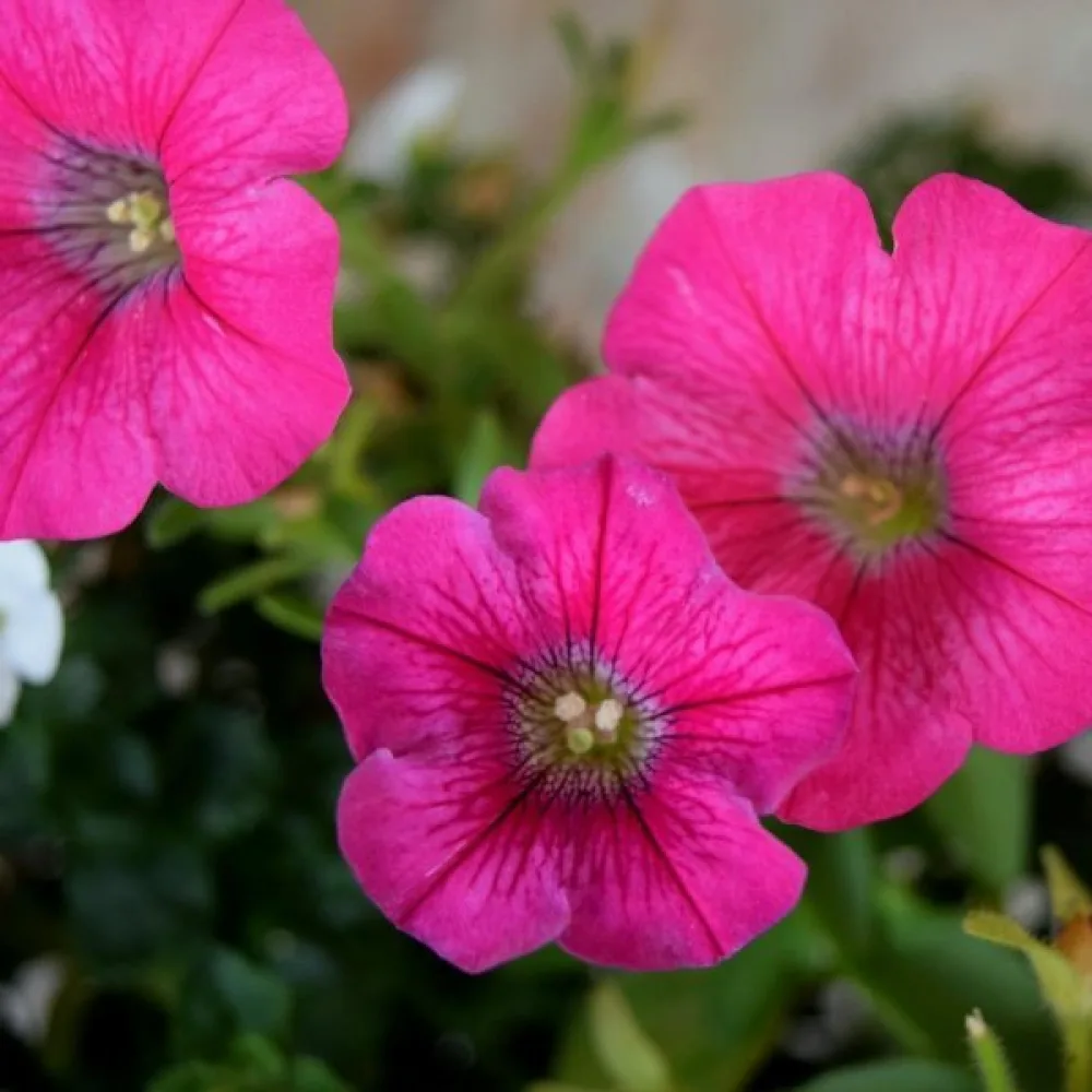 Petunia 'Rose of Heaven'