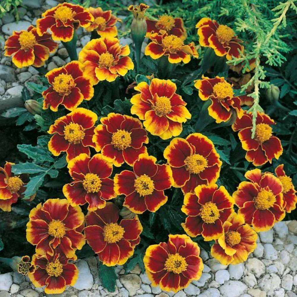 Fransk tagetes 'Red Marietta'