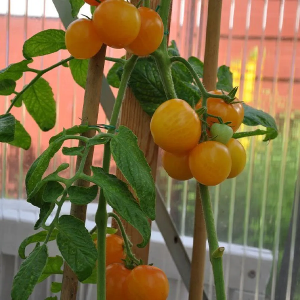 Cocktailtomat 'Ola Polka'
