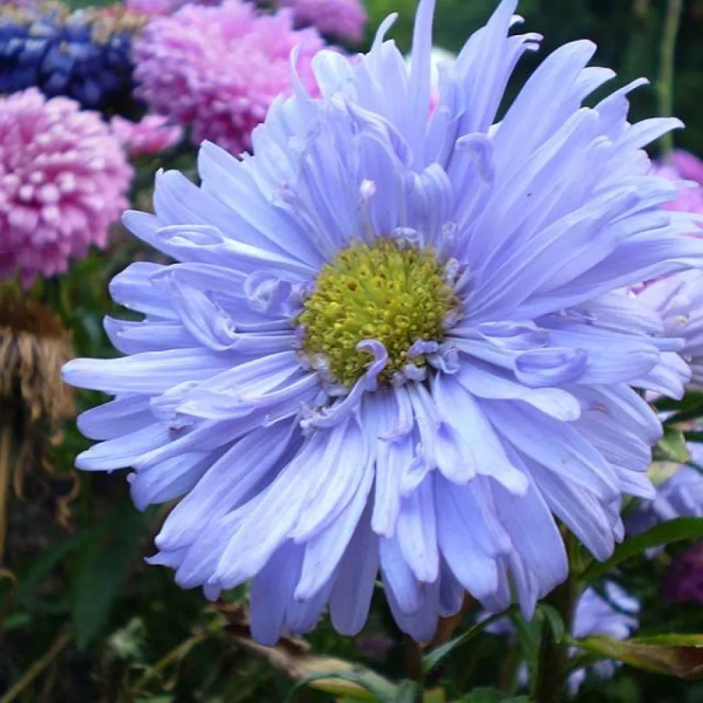 Sommaraster 'Apollonia' – blå