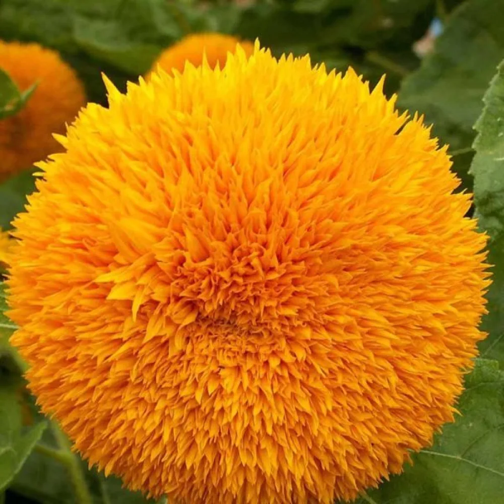 Solros 'Tall Sungold'