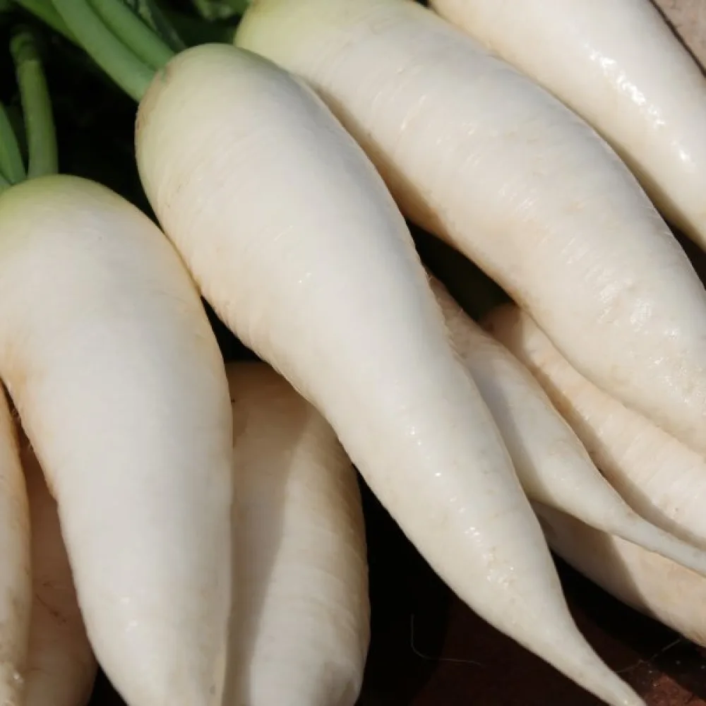 Japansk rättika 'Agata'