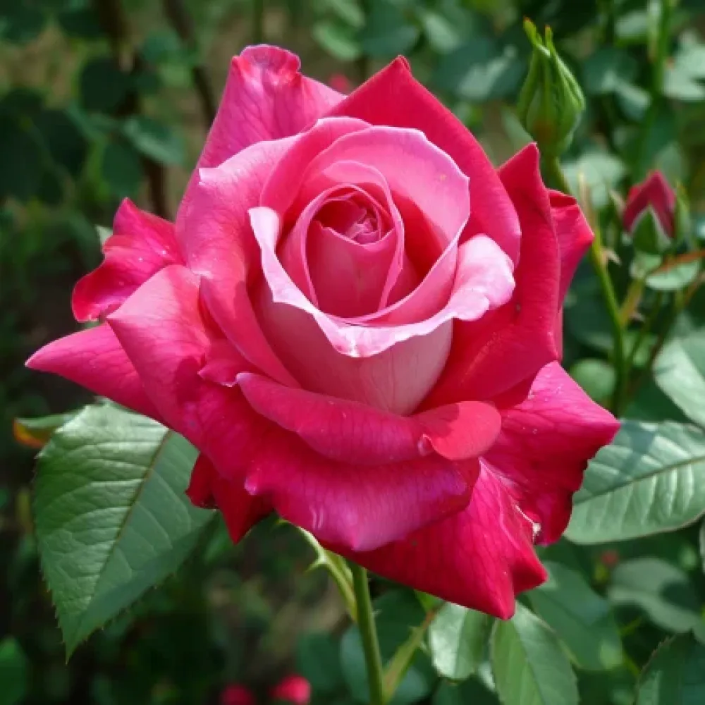 Ros 'Rosalita' – barrotad