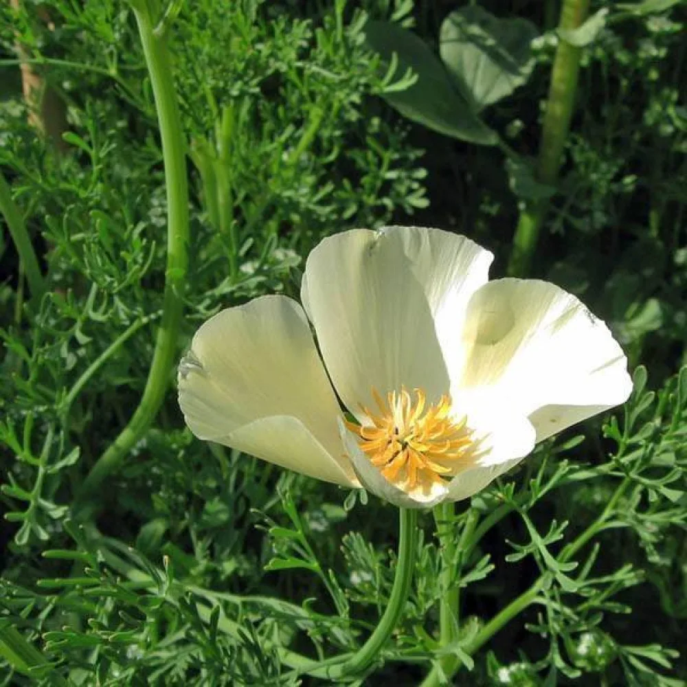 Sömntuta 'Alba', krämvit
