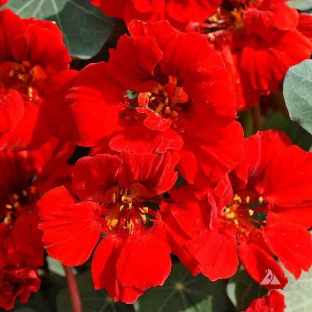 Krasse 'Empress of India'