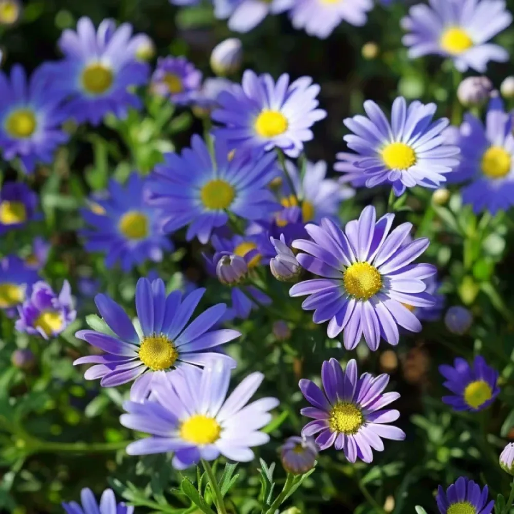 Brachyscome 'Blue Splendour'