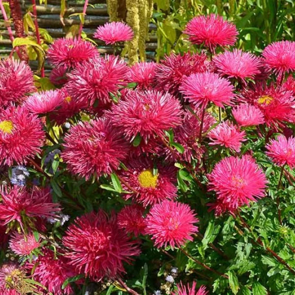 Sommaraster – pionblommig, körsbärsröd