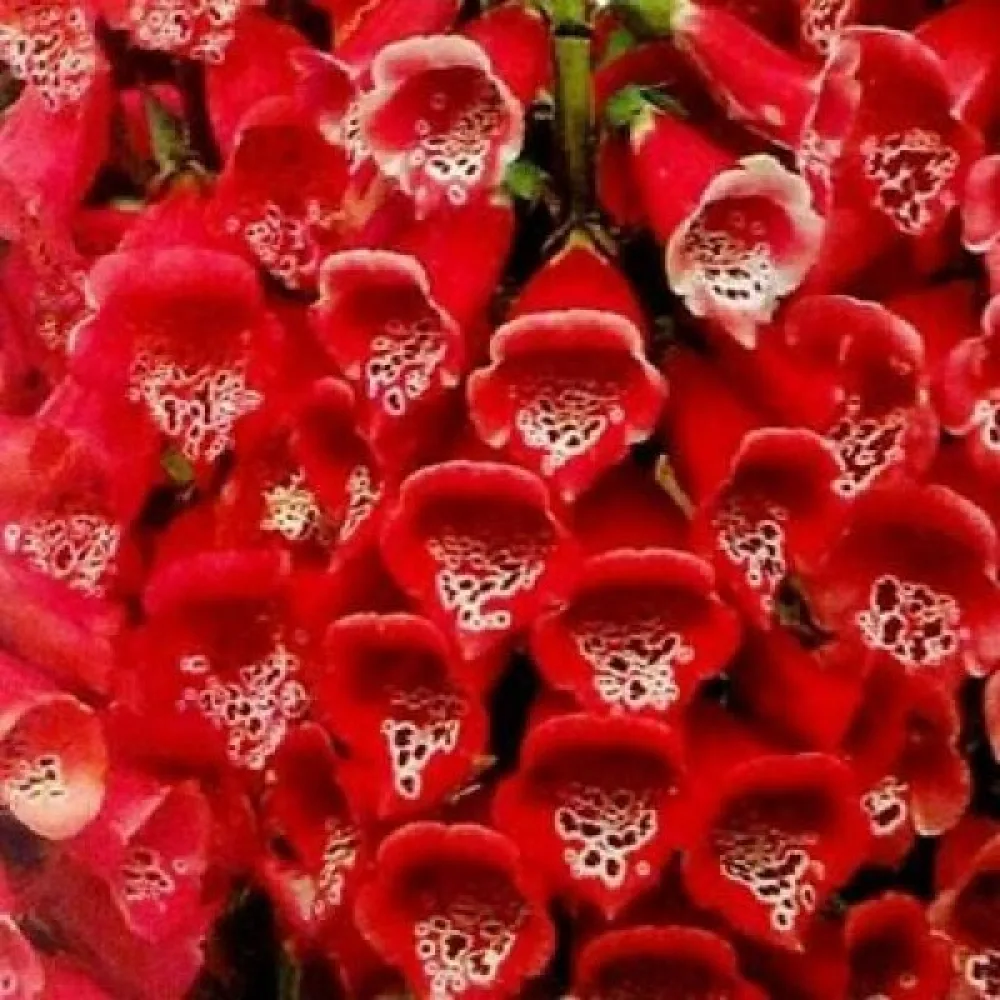 Fingerborgsblomma 'Dwarf Red'