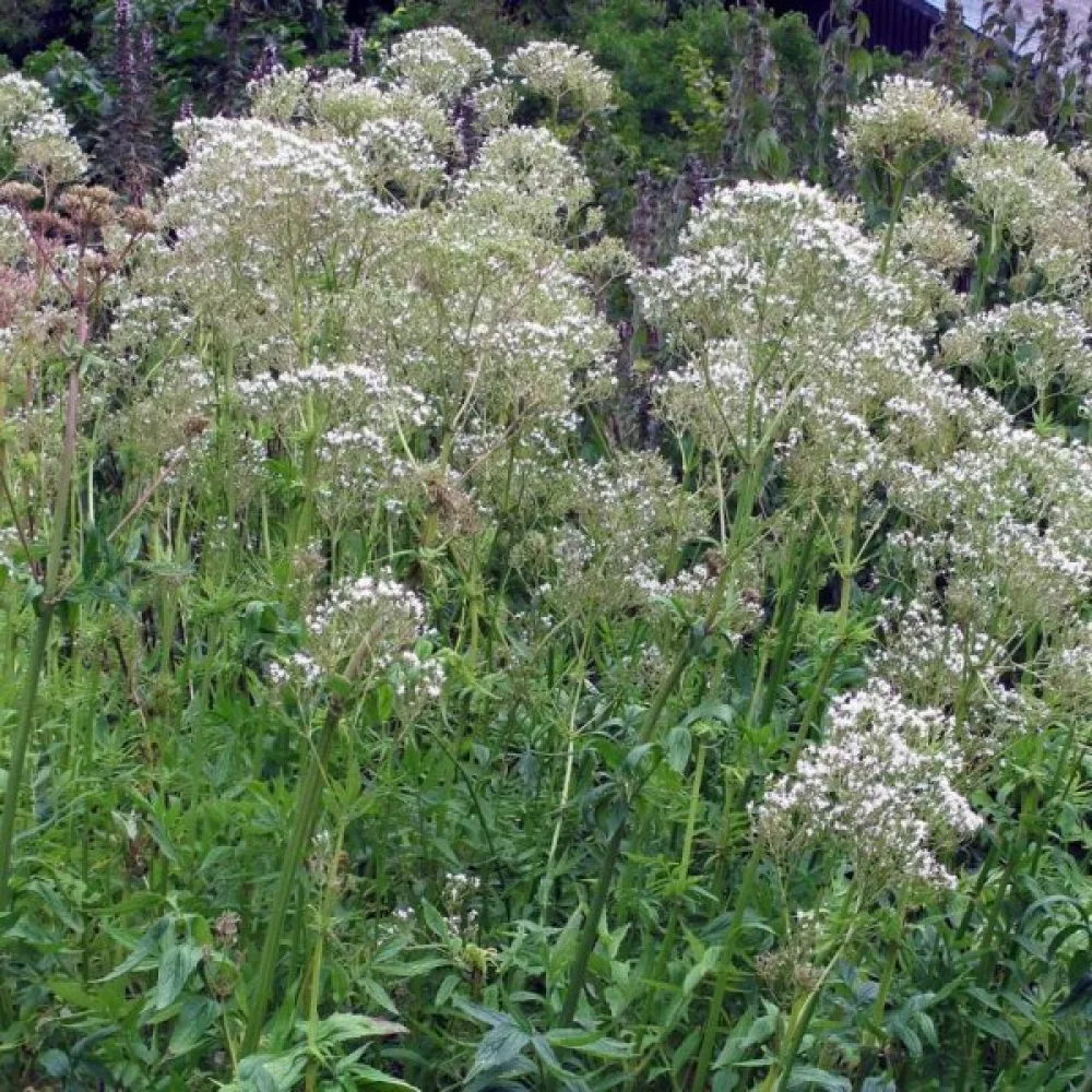 Läkevänderot Valeriana officinalis