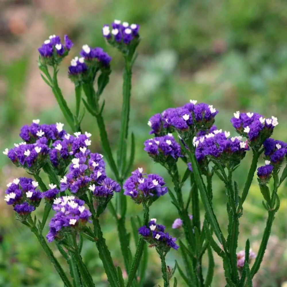 Praktrisp Limonium sinuatum – lila