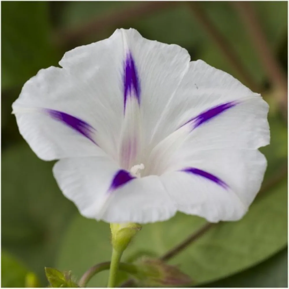 Purpurvinda 'Seta' – vit