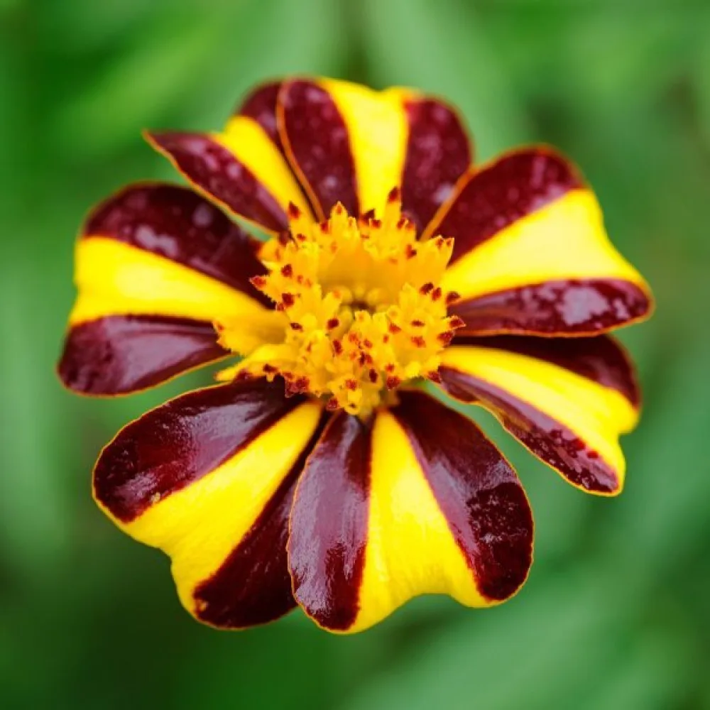 Fransk tagetes 'Athos'