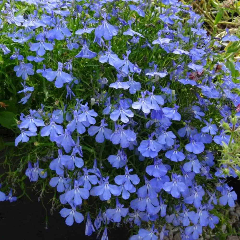Kantlobelia 'Emperor William'