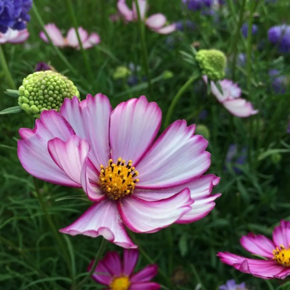 Rosenskära 'Candy Stripe' vit