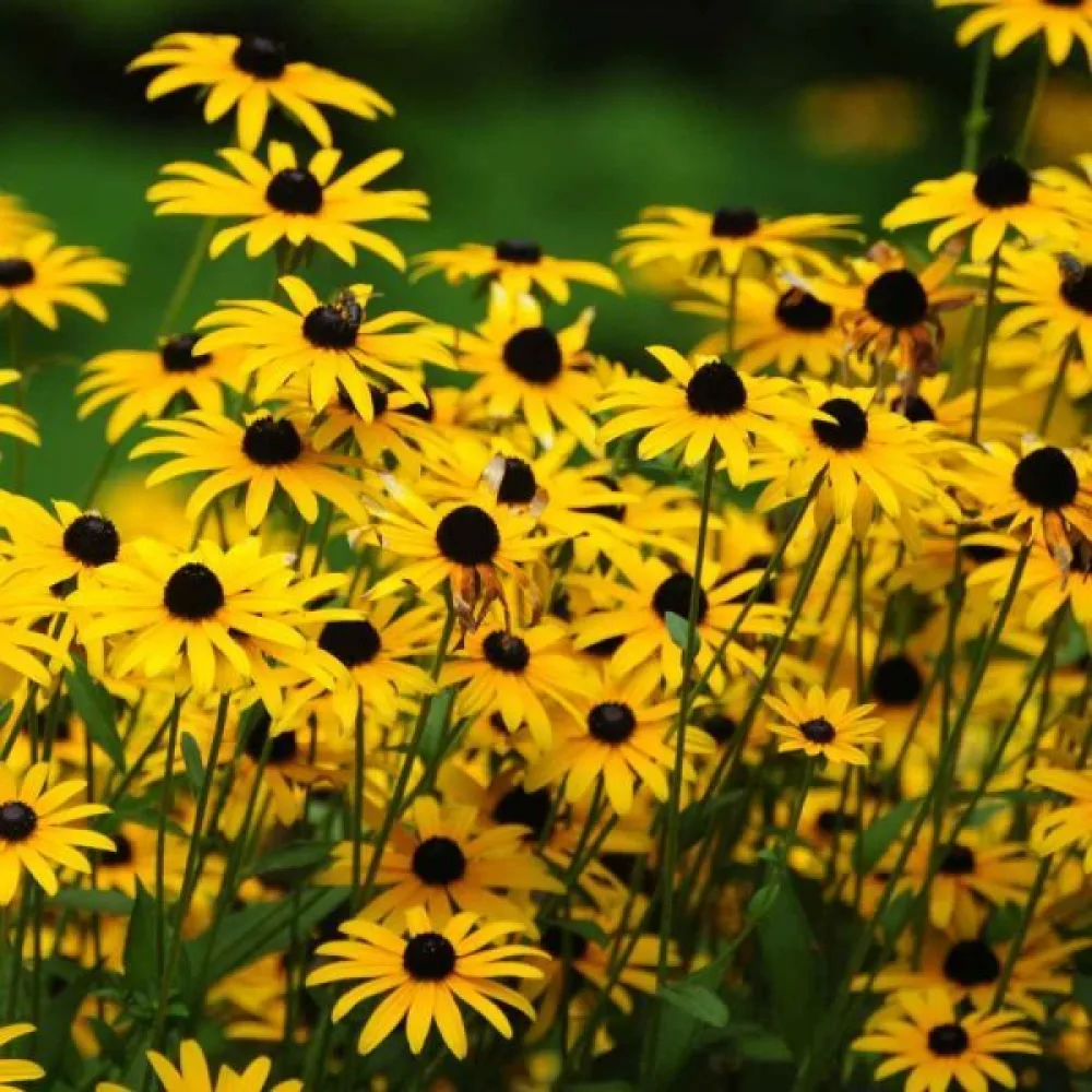 Sommarrudbeckia, vildform