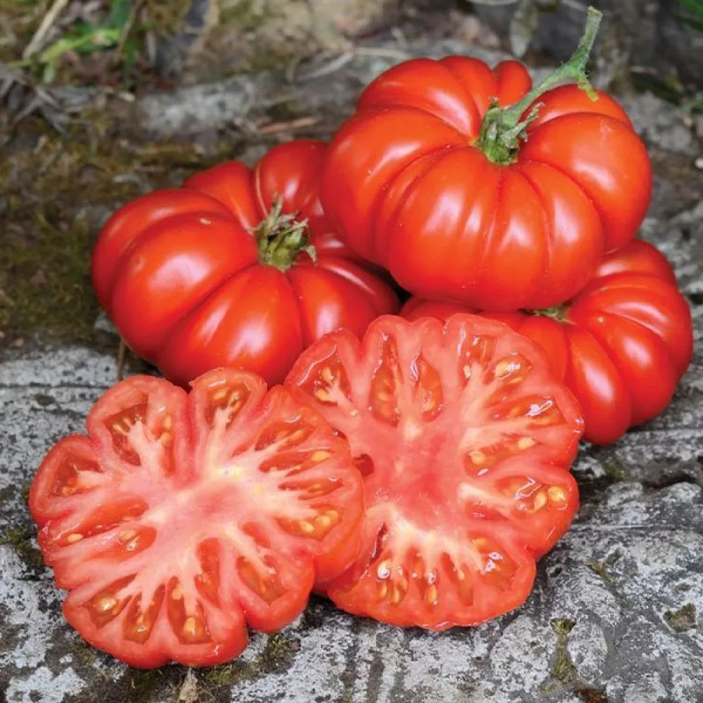 Tomat 'Costoluto Fiorentino'