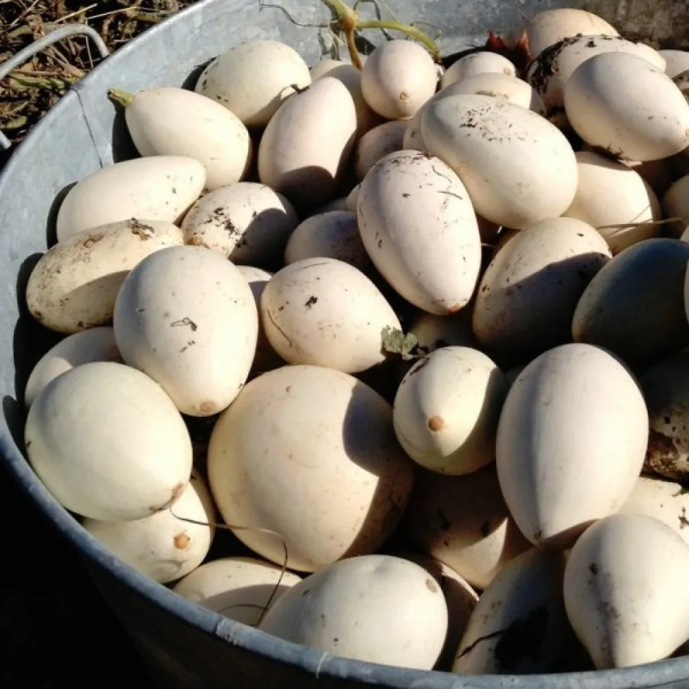 Pumpa 'Nest Egg'