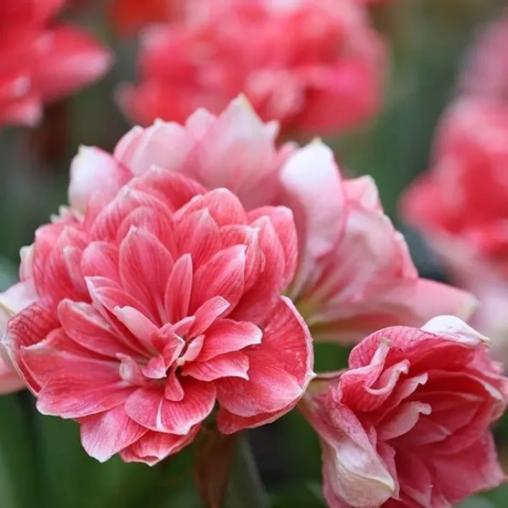 Amaryllis 'Double dream'