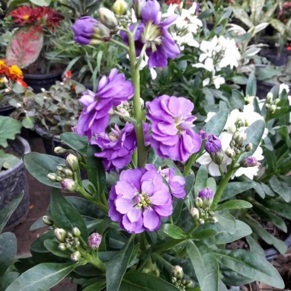 Lövkoja Matthiola incana, violett