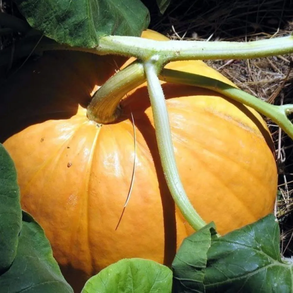 Pumpa 'Gele Reuzen'