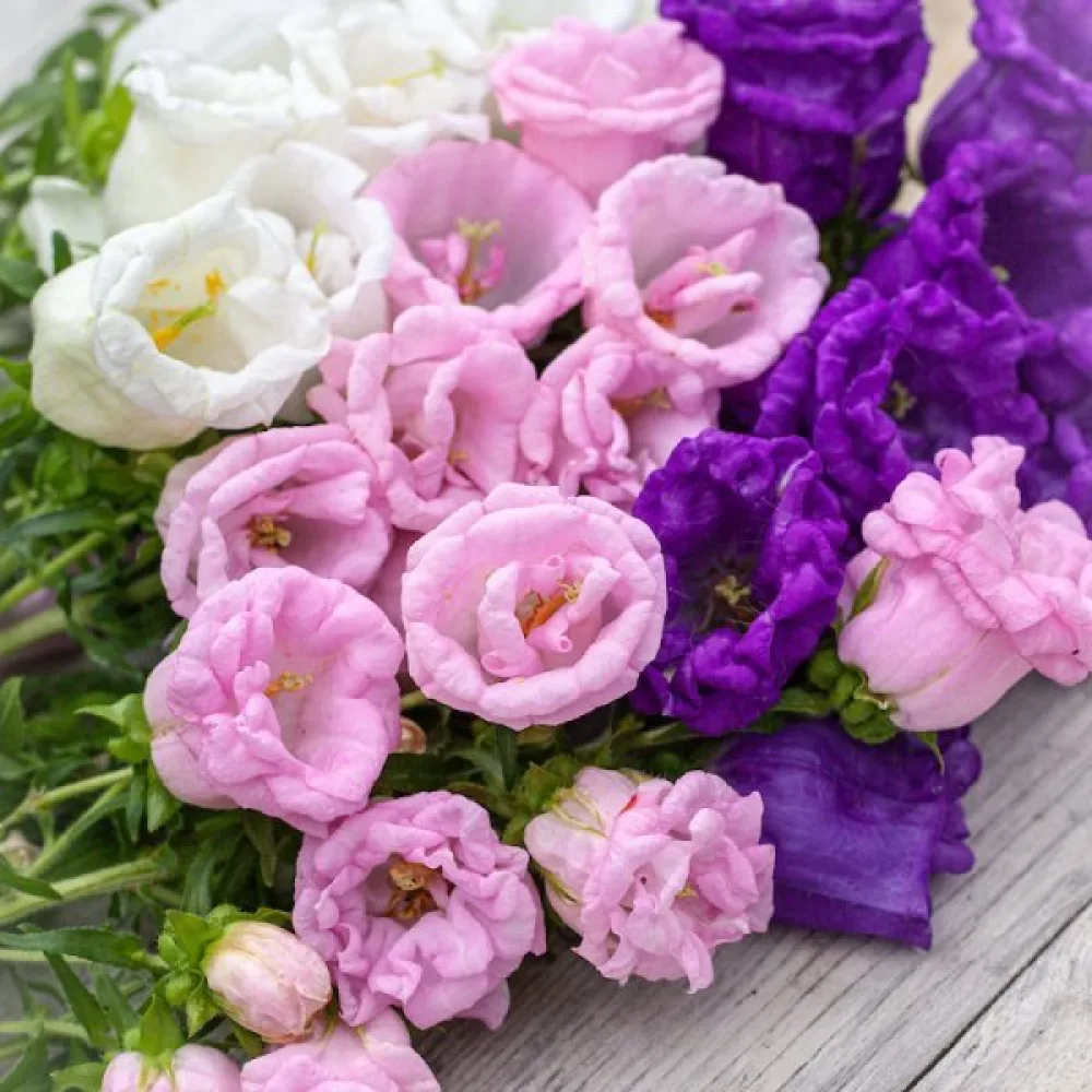 Mariaklocka Campanula medium, fylld, mix