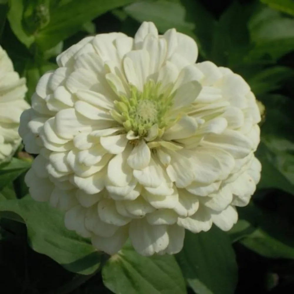 Zinnia 'Super Yoga White'