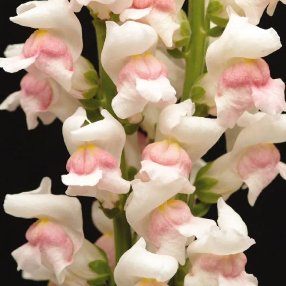Lejongap 'Appleblossom'