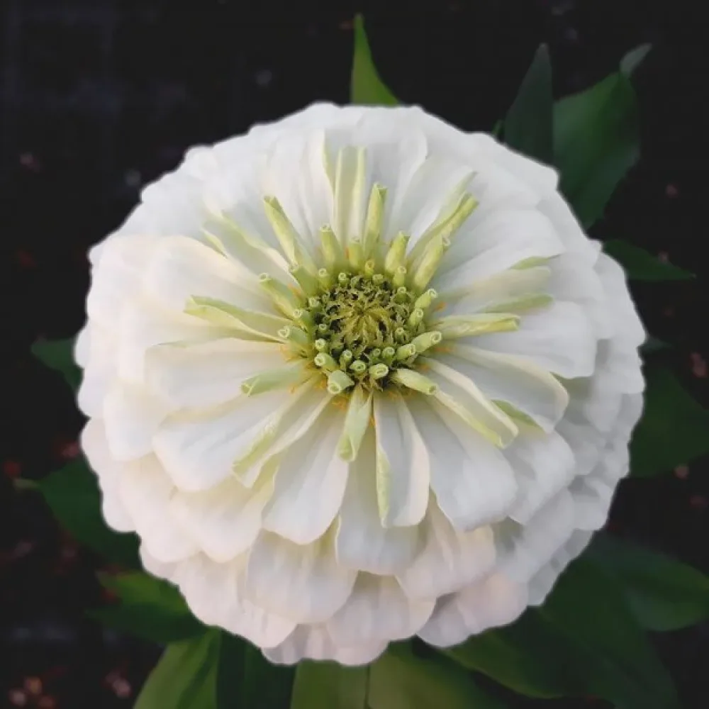 Zinnia 'Super Yoga White'