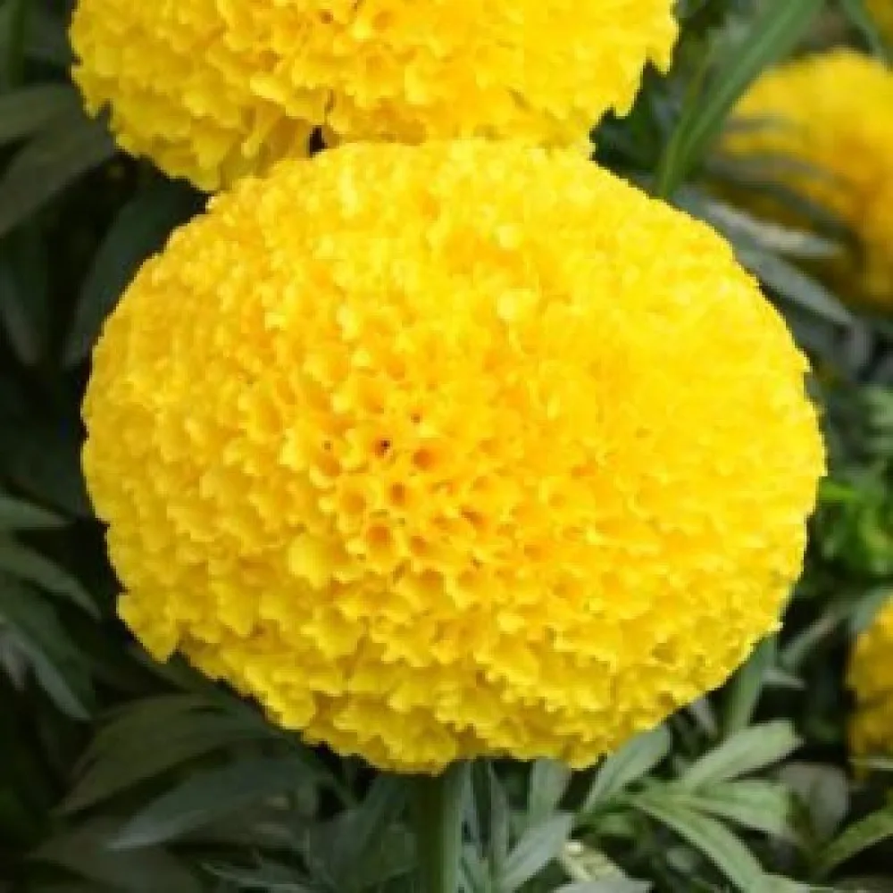 Afrikansk tagetes 'Calando Lemon'