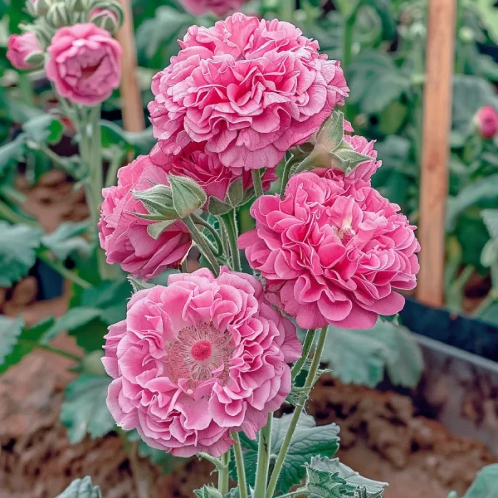 Stockros 'Chaters', rosa