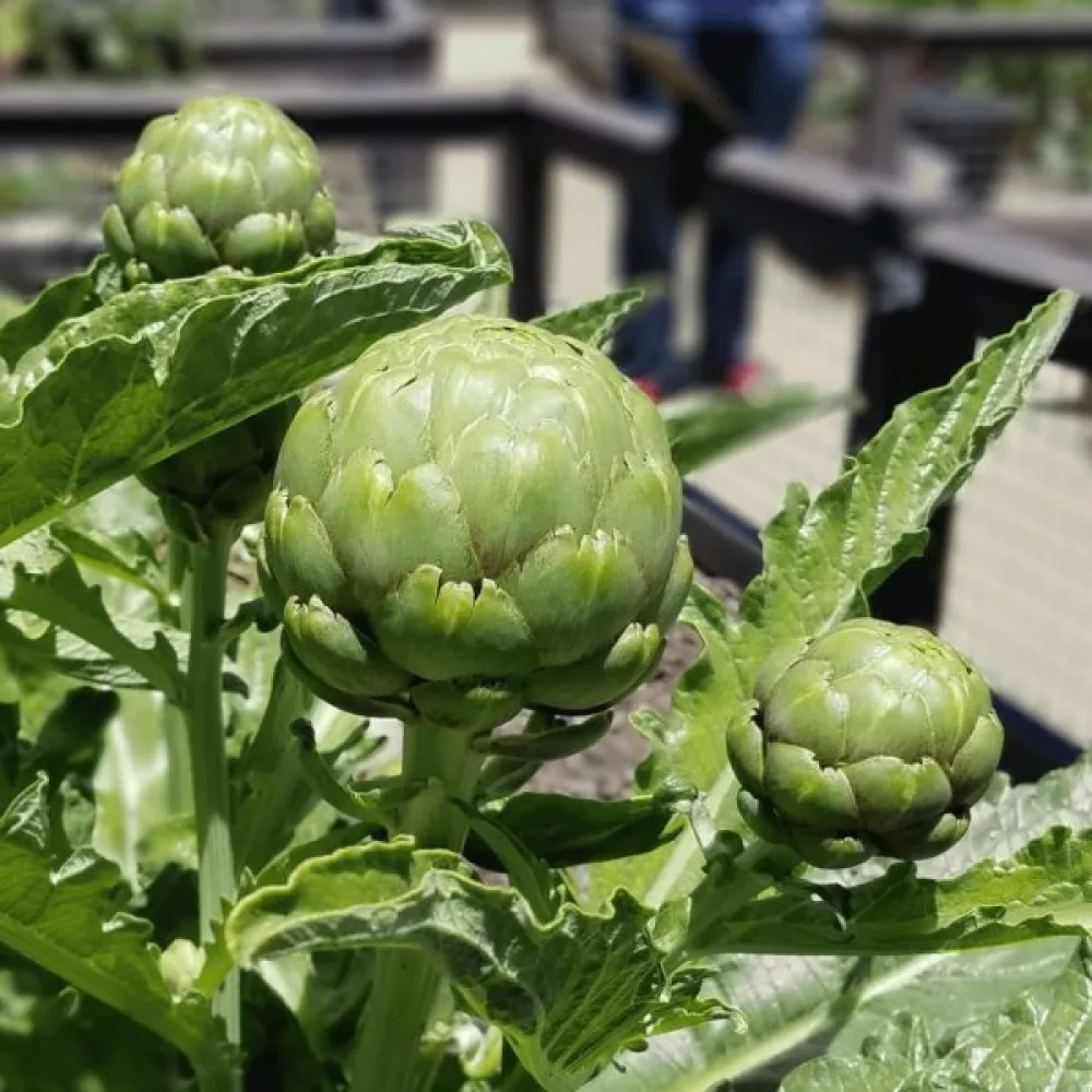 Kronärtskocka 'Green Globe'