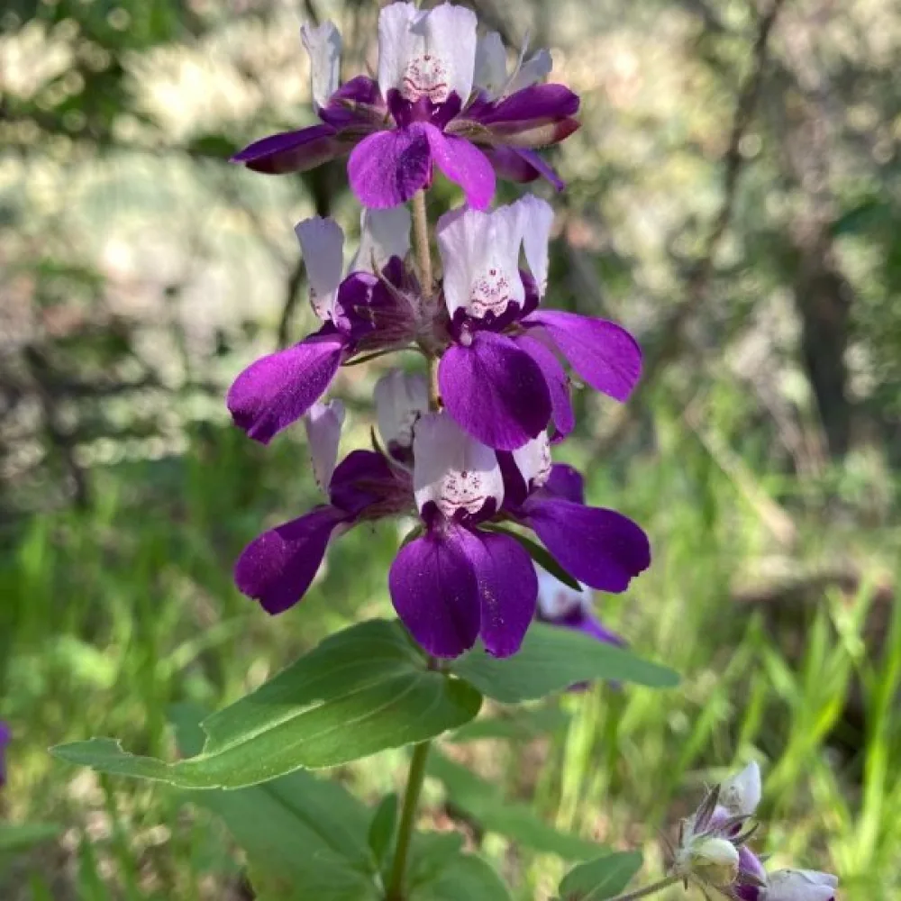 Collinsia, tvåfärgad