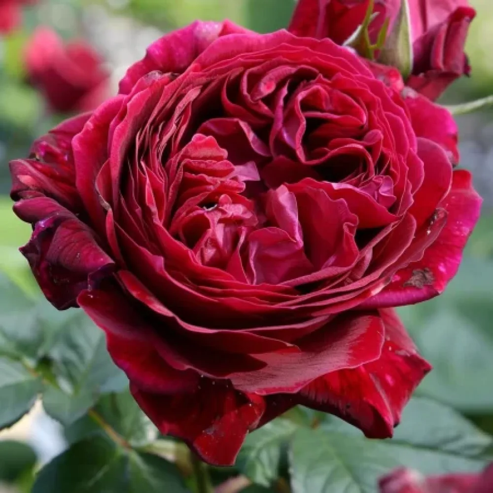 Ros 'Ruby Rose' – barrotad